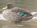 Yellow-billed Duck